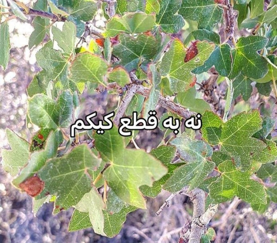 کیکم درخت کهنسال در خطر !